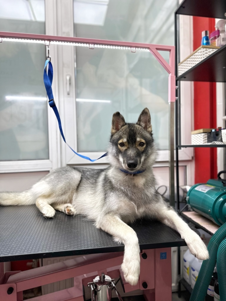 Собака середнього розміру на рінговці синього кольору