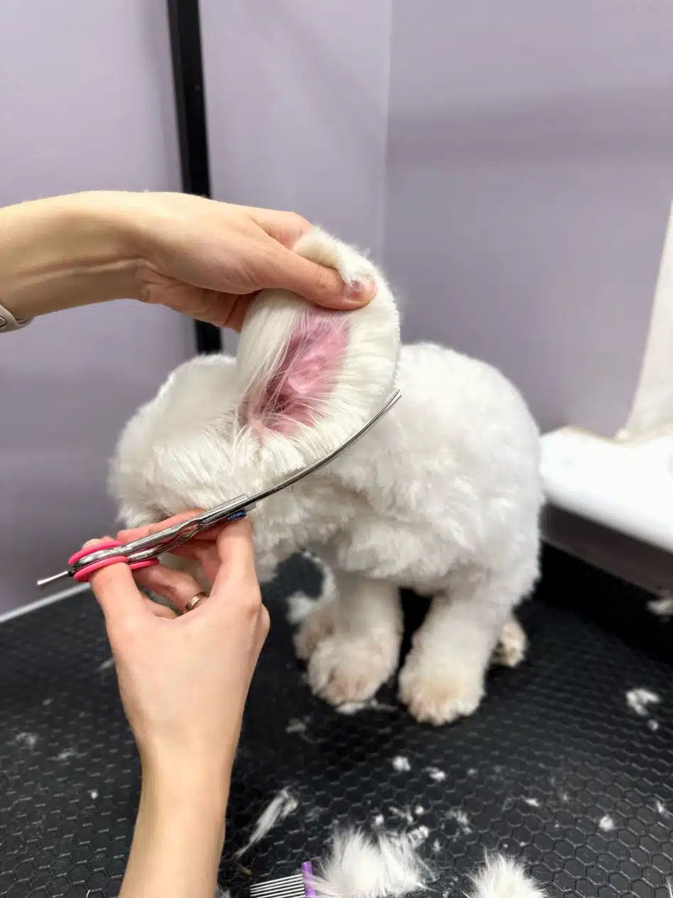 Грумер стриже ножицями біле вушко собаки, тримаючи його за кінчик