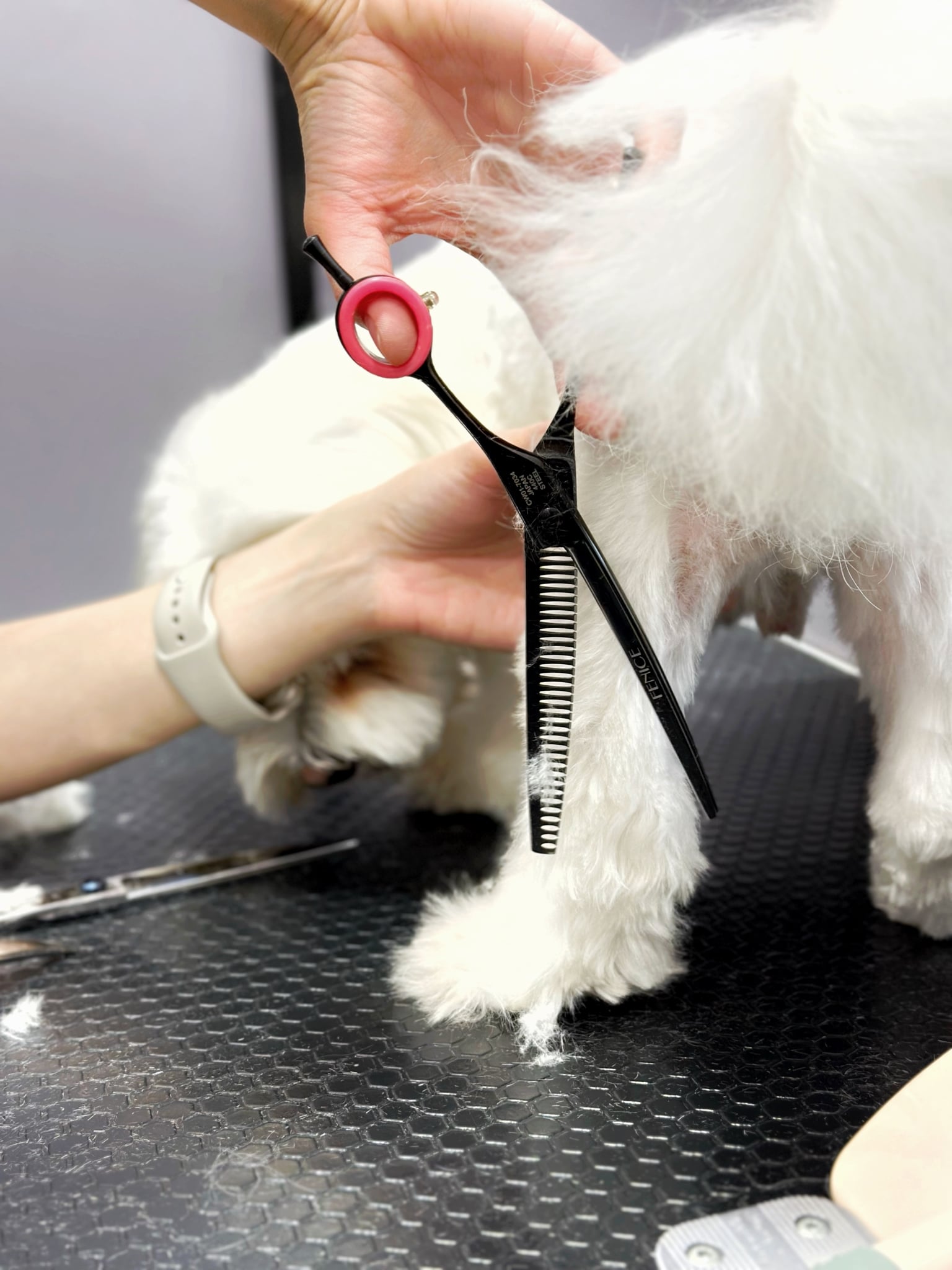 Грумер стриже шерсть на лапках, щоб зробити ідеальні стовпчики