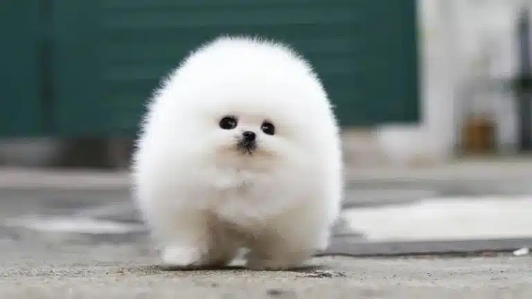 Маленьке цуценя має дуже пухнасту білу шерсть, що нагадує хмаринку