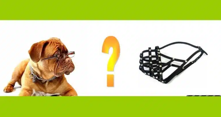 Собака і намордник: коли це необхідність?