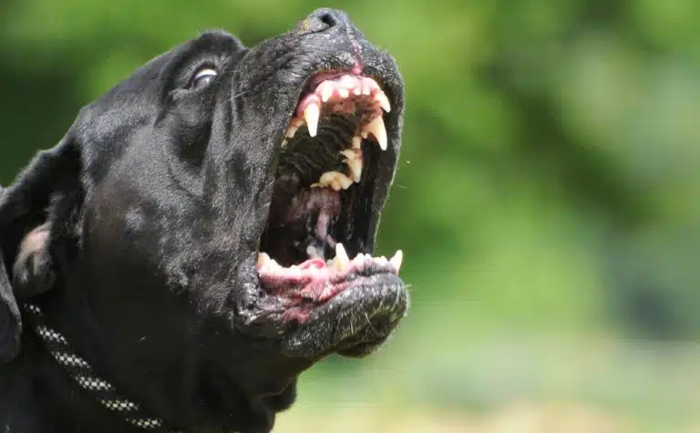 Собака так сильно гавкає, що можна побачити всі його зуби
