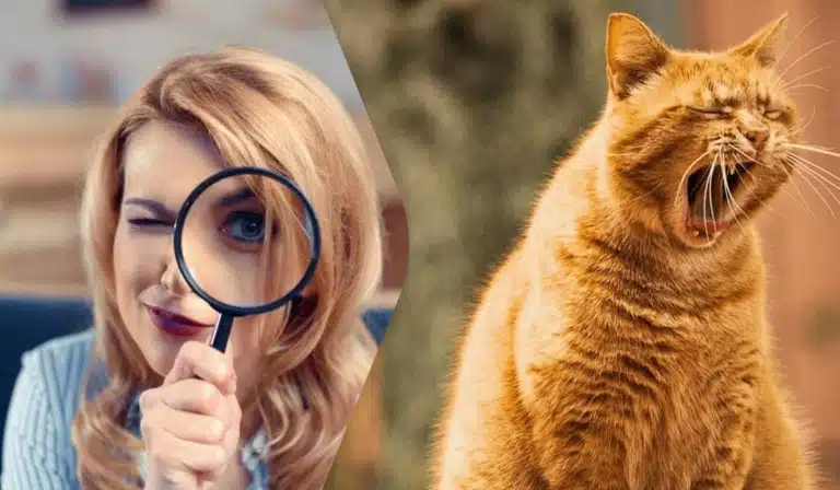 Кіт активно позіхає, а дівчина уважно на це дивиться скрізь лупу