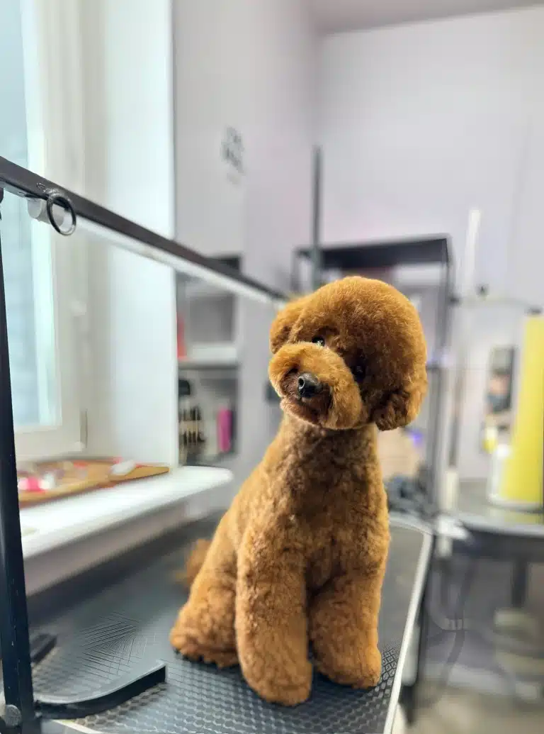 Мальтіпу до чогось прислухається у грумерській, поки грумер відійшов