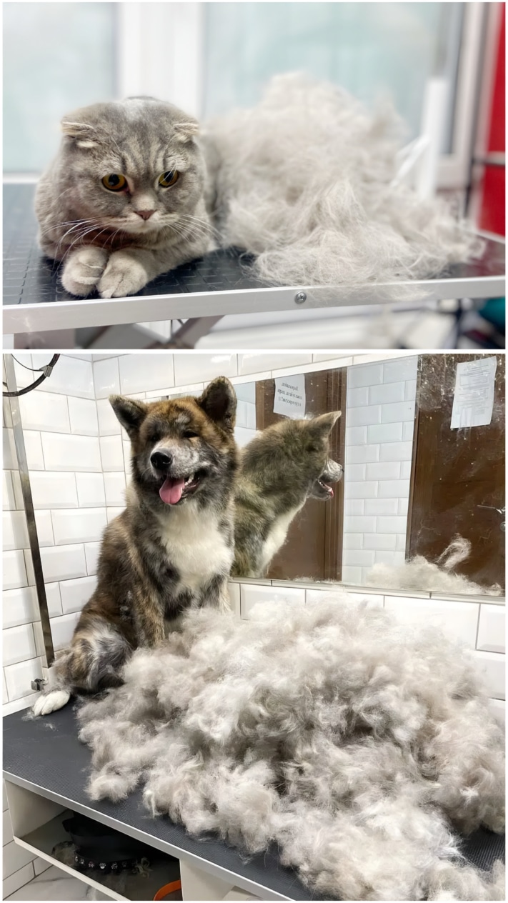 Кількість вичесаної шерсті з котика та з собаки