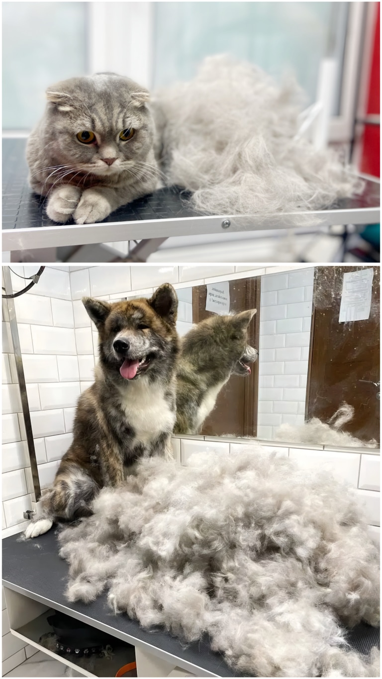 Кількість вичесаної шерсті з котика та з собаки