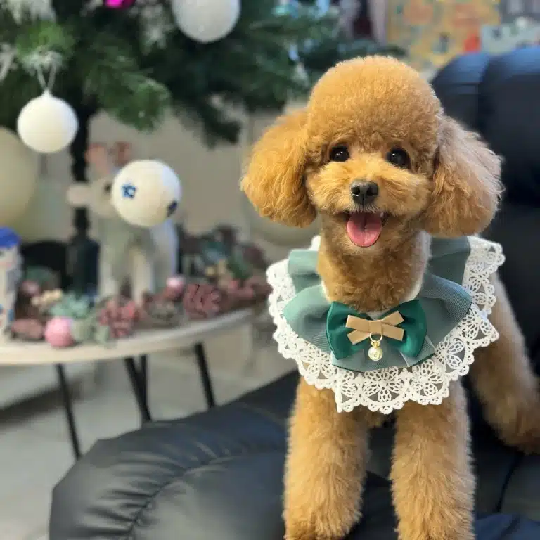 Пудель в бірюзовому одязі посміхається поруч з різдвяною ялинкою