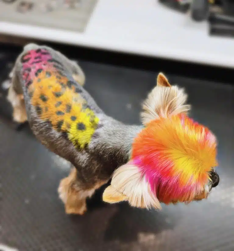 Йорк з яскравим фарбуванням тепер має неперевершений вигляд