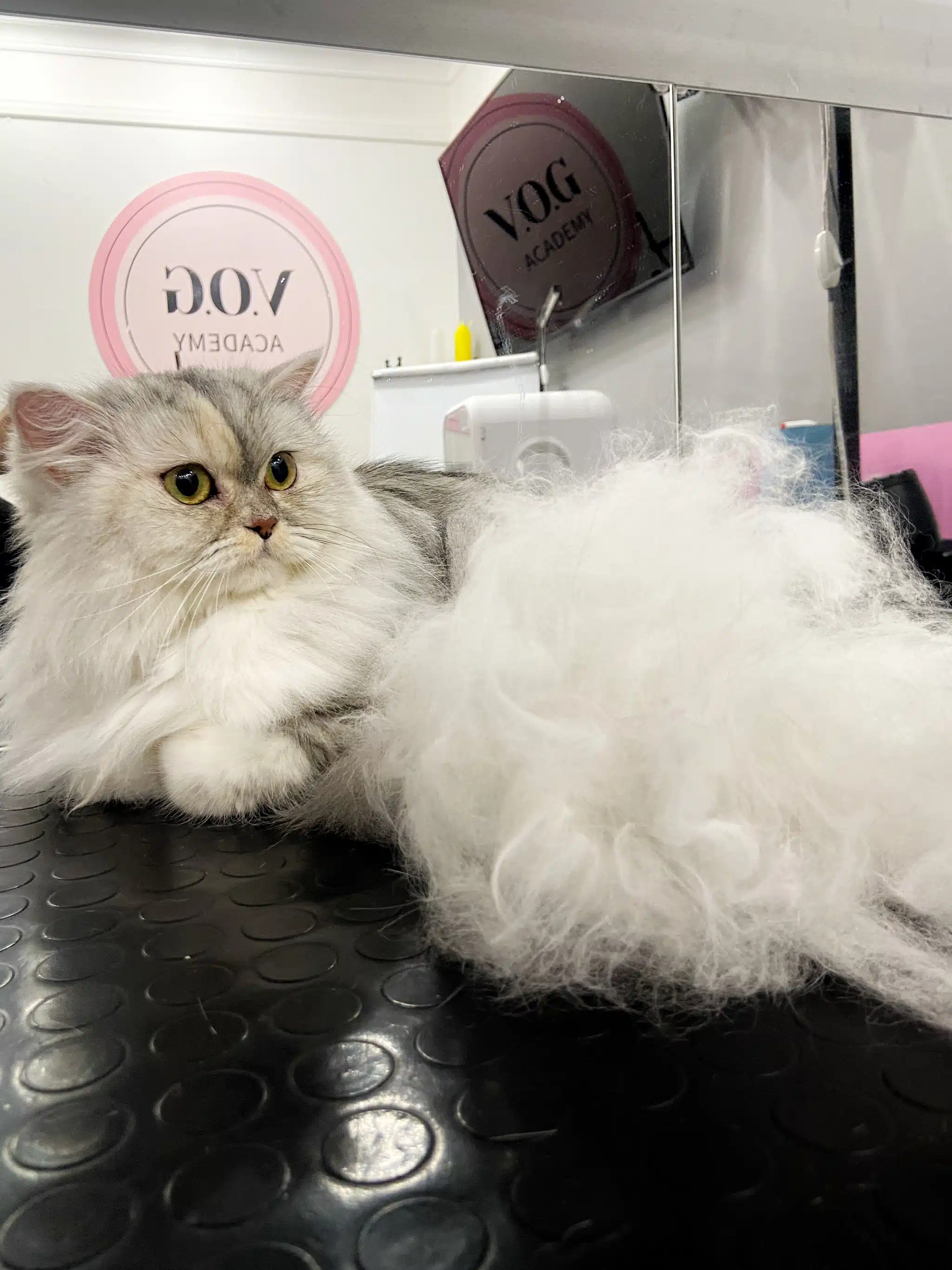 Купка білого підшерстя після візиту кота до грумера