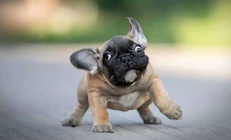 Цуценя бульдога активно тріпає головою на вигулі