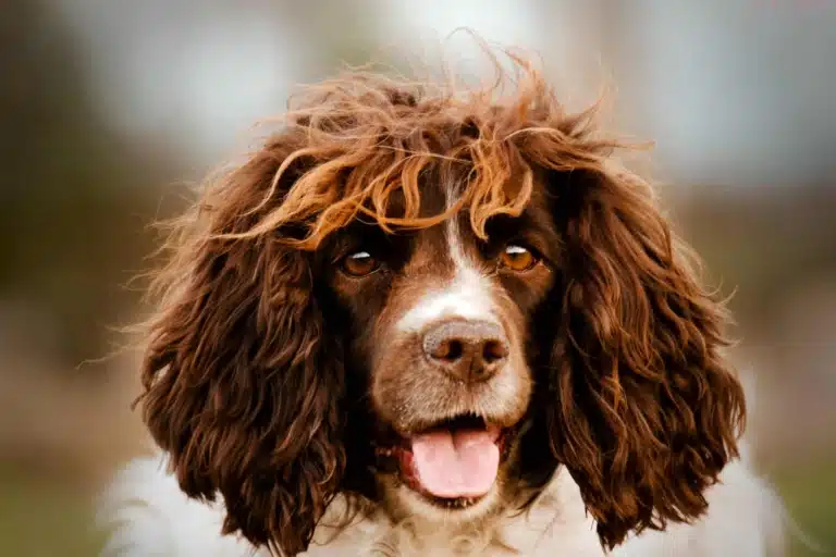 Собака з коричневою головою та очами швидко дихає після бігу