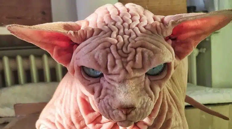 Сфінкс з блакитними очима гіпнотизує власника