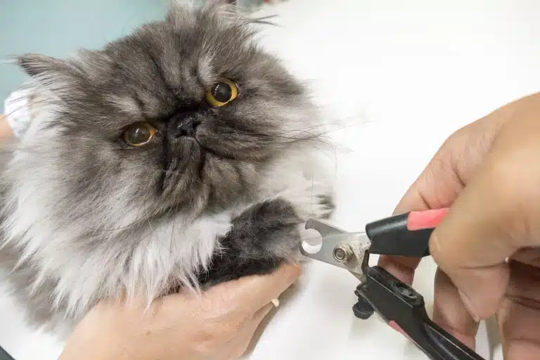 Грумер підстригає кігті кота кігтерізом