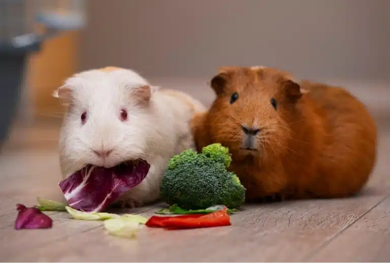 Біла та руда морські свинки хрумтять овочами на підлозі