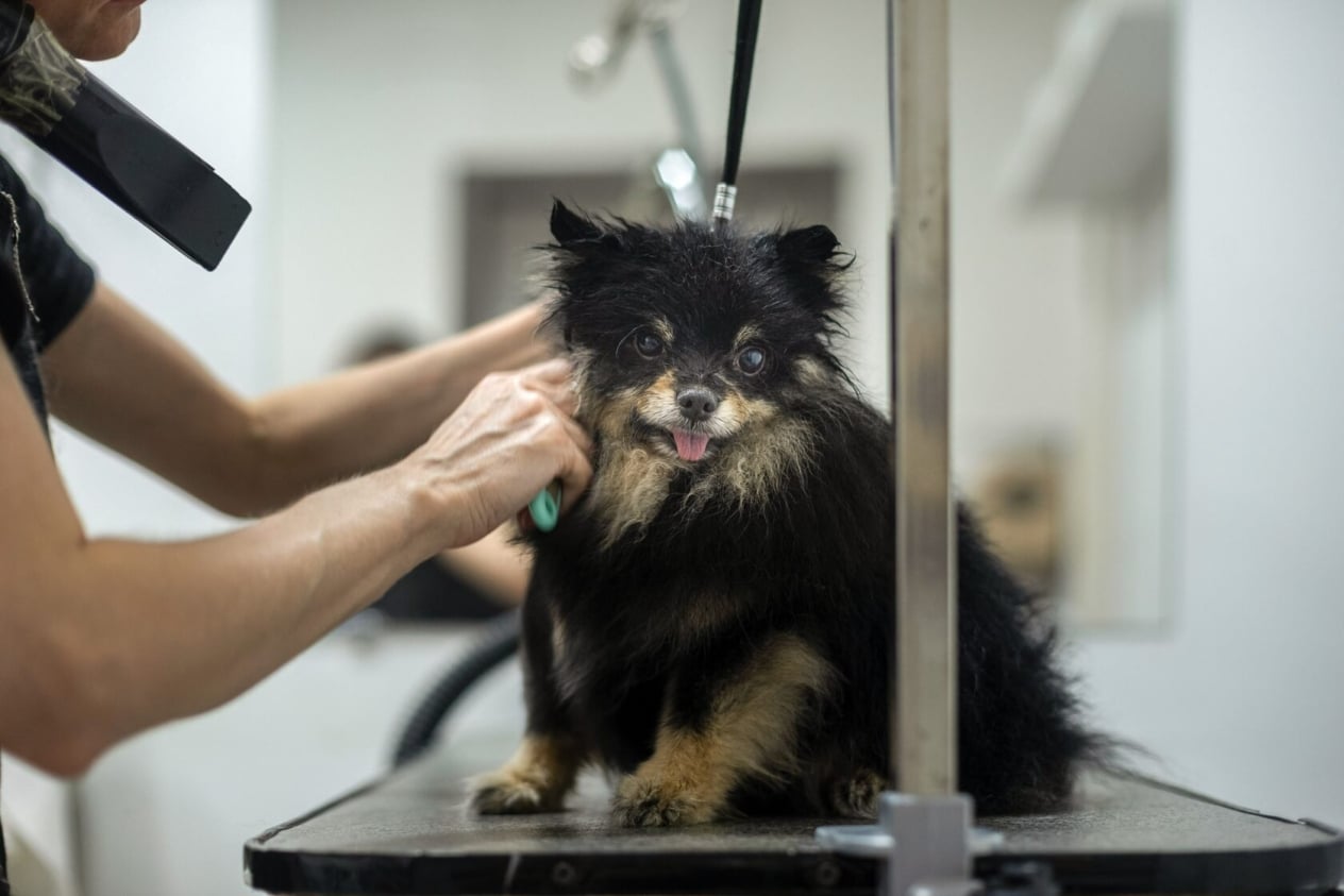 Чорний шпіц чекає коли грумер висушить його після купання