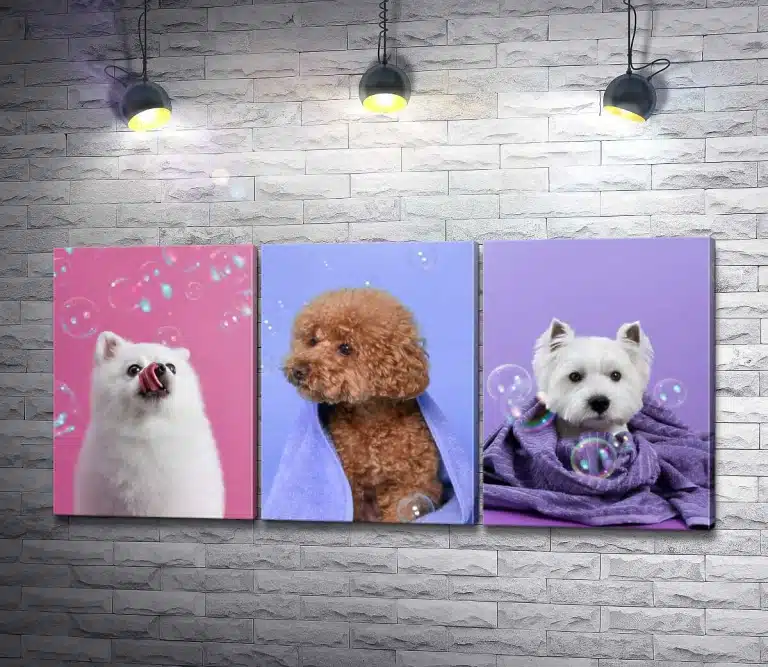 Три картини, на яких намальовані шпіц, пудель та вест, підсвічуються трьома лампами