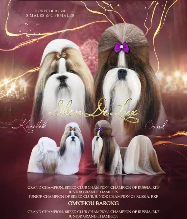 Два ши-цу демонструють пишні топ кноти з кольоровими бантиками