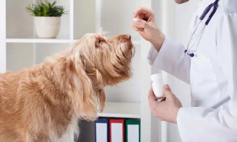 Собака нюхає медикаменти, які пропонує йому ветеринарний лікар