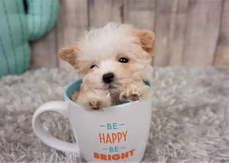 Мальтіпу таке маленьке, що помістилось у чашку для ромашкового чаю