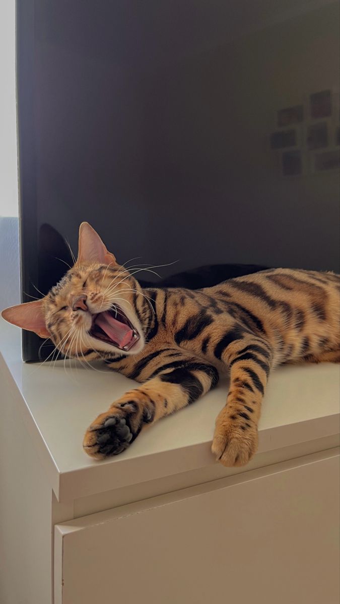 Бенгальський кіт позіхає на тумбі з великим телевізором