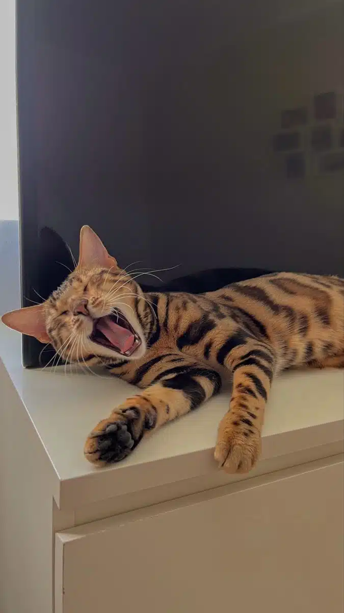Бенгальський кіт позіхає на тумбі з великим телевізором