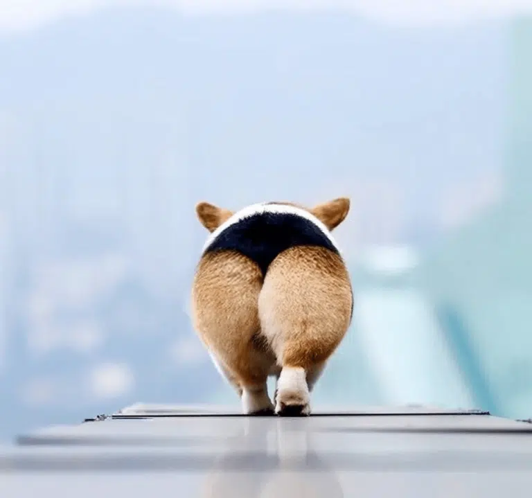 Вельш коргі йде по дорозі демонструючи свої апетитні ніжки