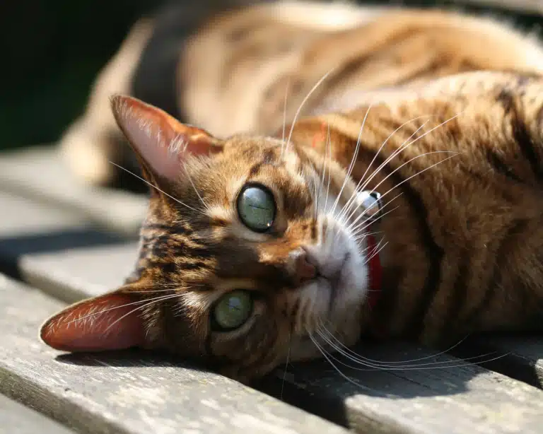Тепер ця дерев'яна лавочка окупована бенгальським котом з зеленими очима