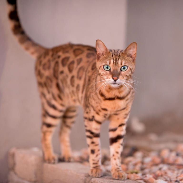 Дорослий бенгальський кіт піднявся з лежанки, щоб поїсти