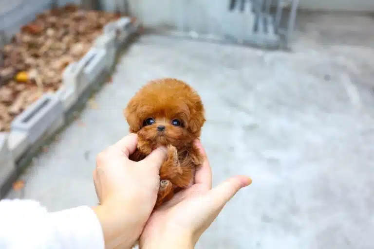 Руде цуценя таке маленьке, що більше схоже на іграшку в руках людини