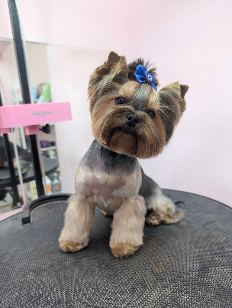 Чарівна стрижка йорка з акцентом на пухнастих лапках, топ кноті та блакитному бантику