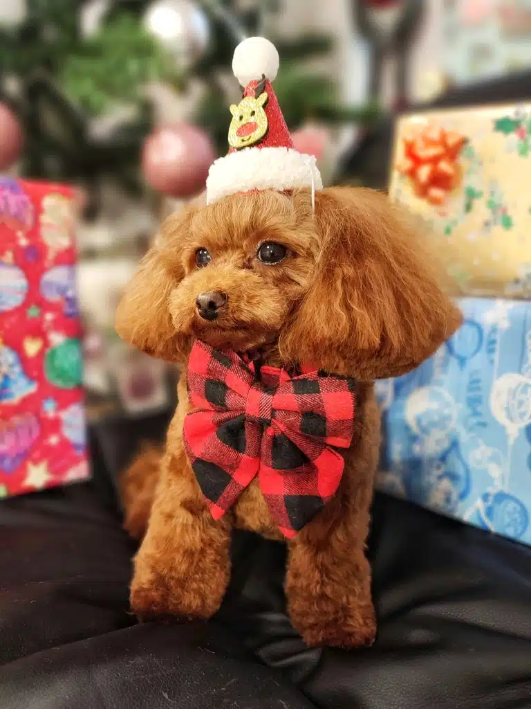 Мальтіпу в різдвяному капелюшку та з червоно-чорним метеликом готовий до вечері