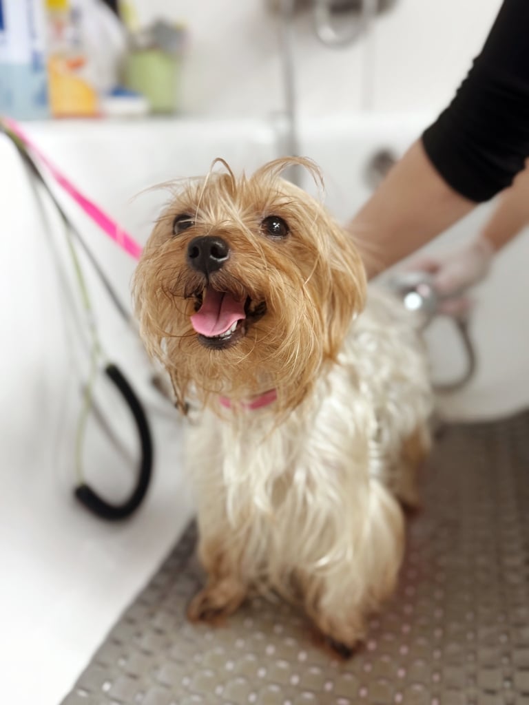 Йорк насолоджується банними процедурами в салоні, стоячи на резиновому килимку