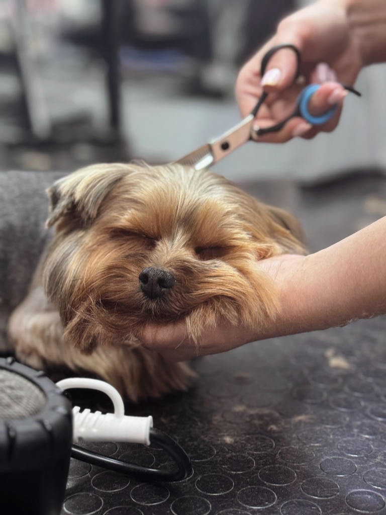 Руки майстра такі лагідні та турботливі, що йорк може спокійно заснути під час стрижки