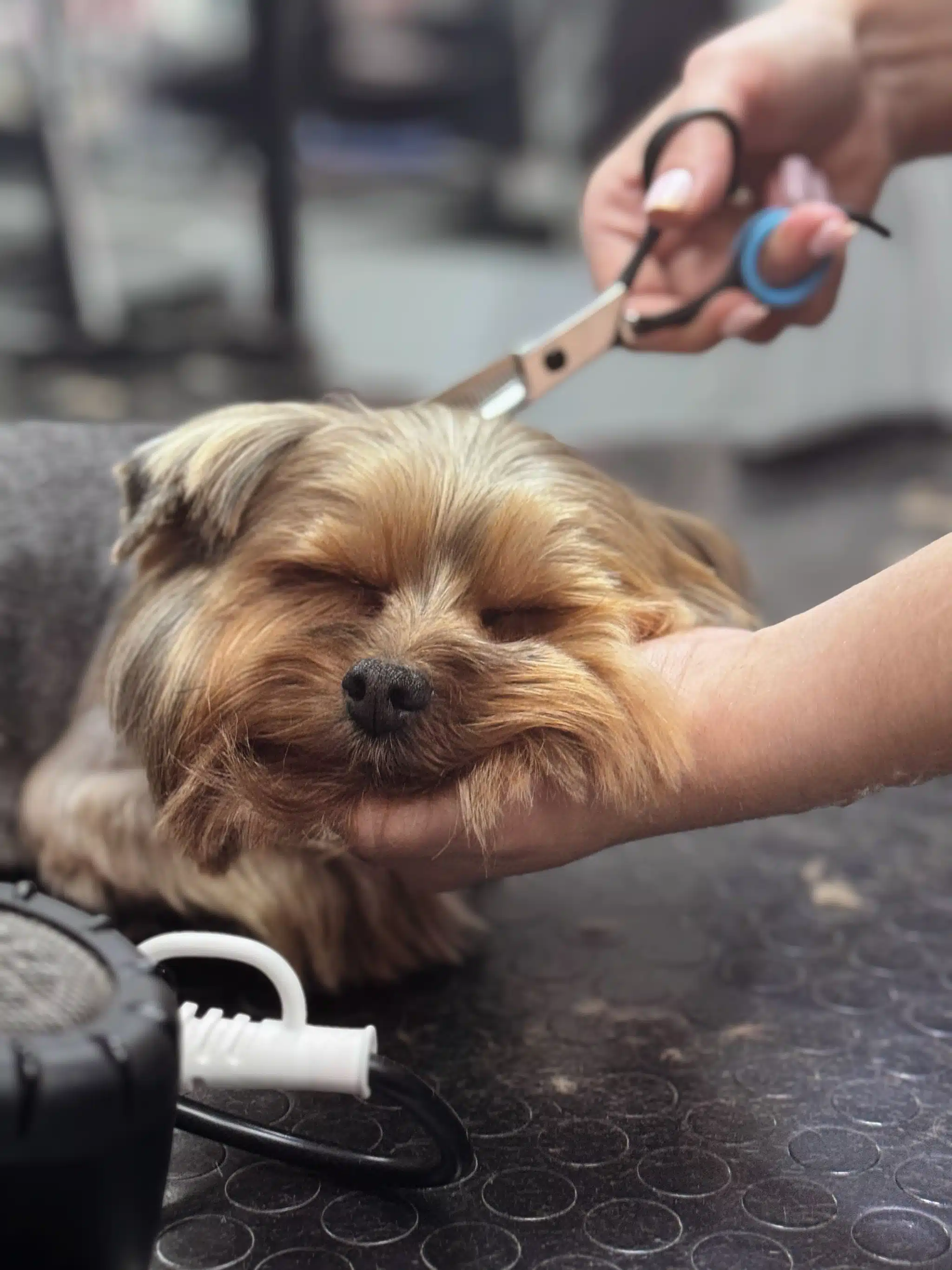 Руки майстра такі лагідні та турботливі, що йорк може спокійно заснути під час стрижки