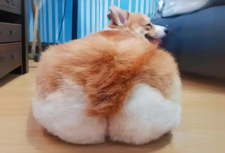 Коргі сфотографовано так, щоб можна було побачити його пухнасті булочки