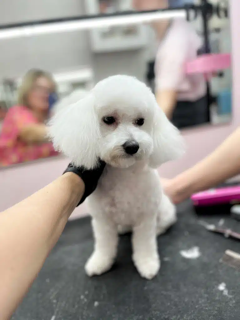 Бішон засумував, бо майстер зістриг так багато шерсті з корпусу