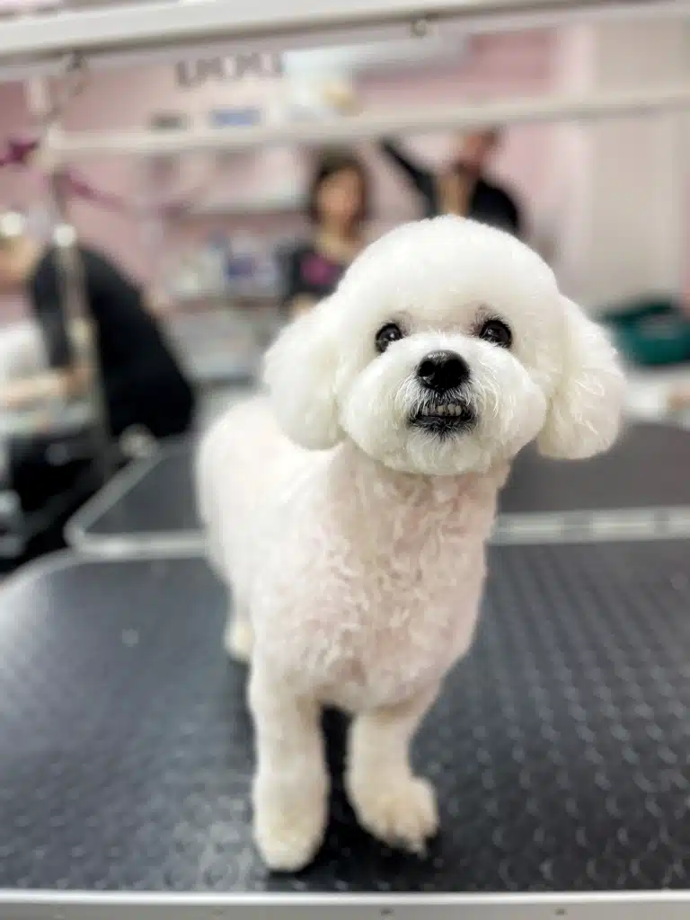 Бішон вирішив показати, що його зуби такі ж білі, як і шерсть на тілі