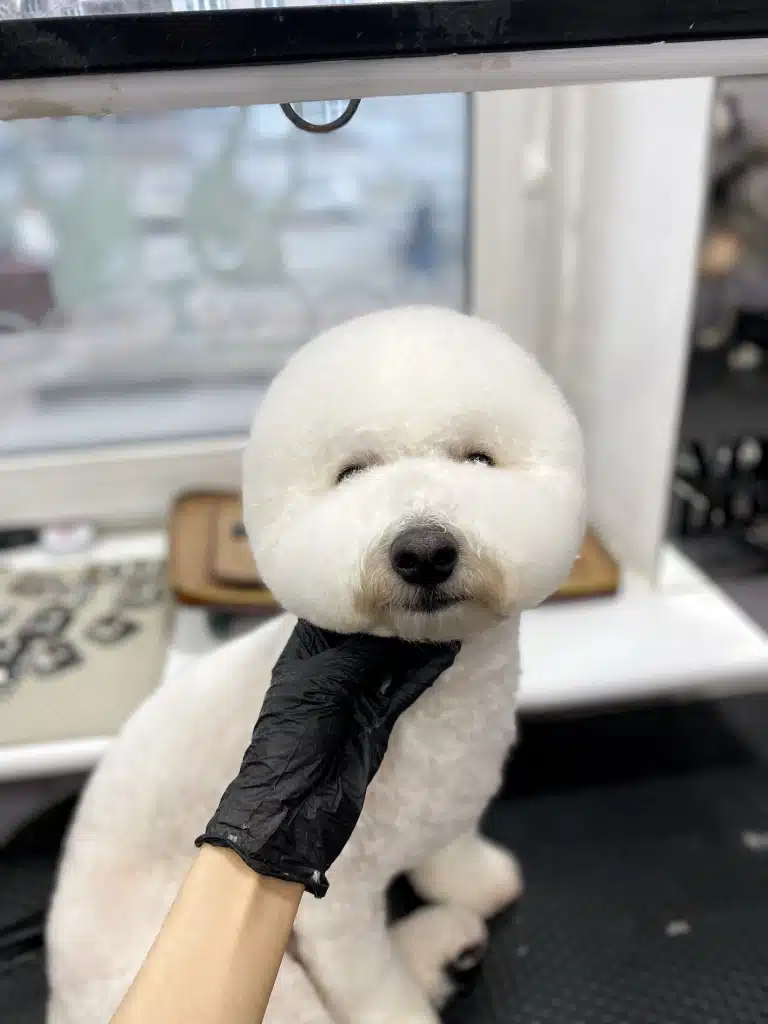 Бішон має таку пухнасту голову, що очей в такій позі майже не видно