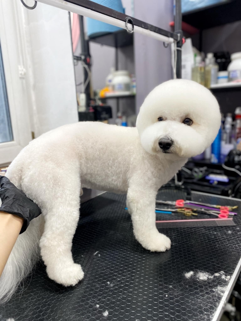 Бішон не зрозумів, чому грумер підтримує його за попу