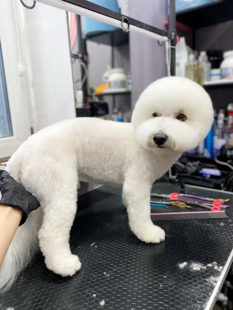 Бішон не зрозумів, чому грумер підтримує його за попу