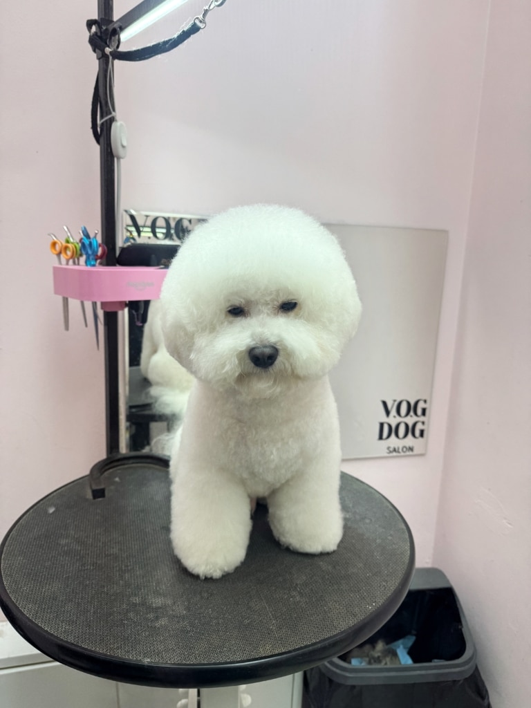 Власник бішона захотів залишити пухнасту шерсть, щоб Хвостик нагадував білу хмаринку