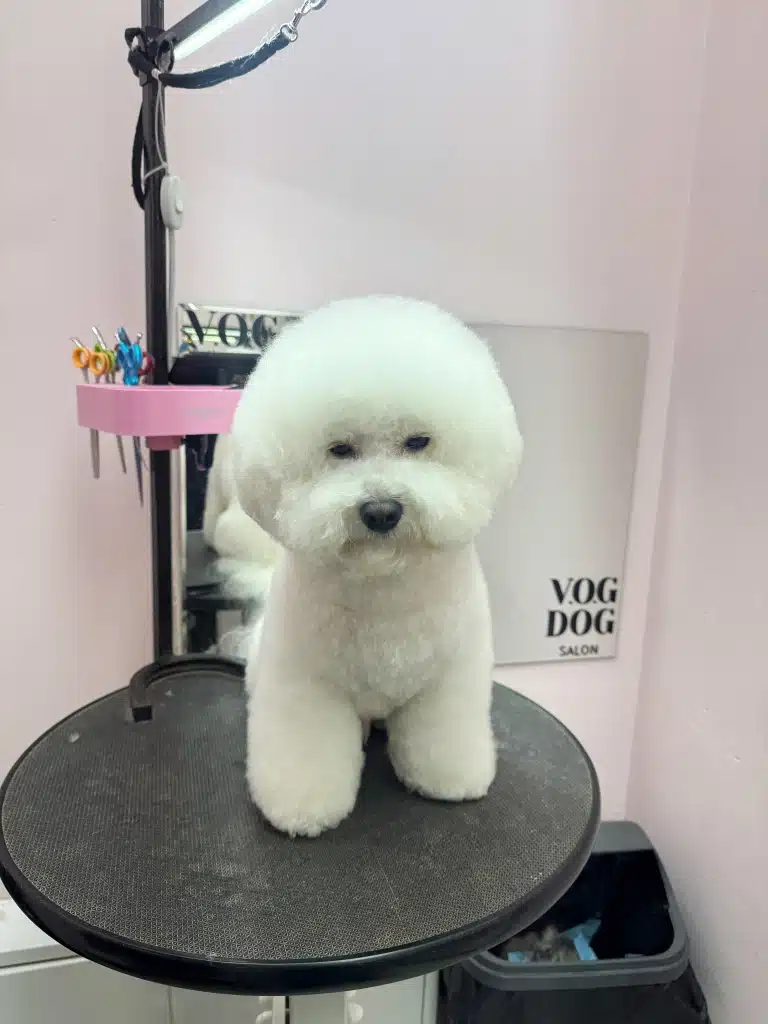 Власник бішона захотів залишити пухнасту шерсть, щоб Хвостик нагадував білу хмаринку