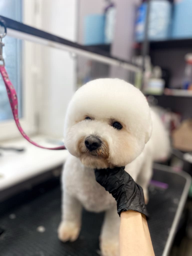 Майстер хотів, щоб бішон подивився на нього, але собака уже помітив власника