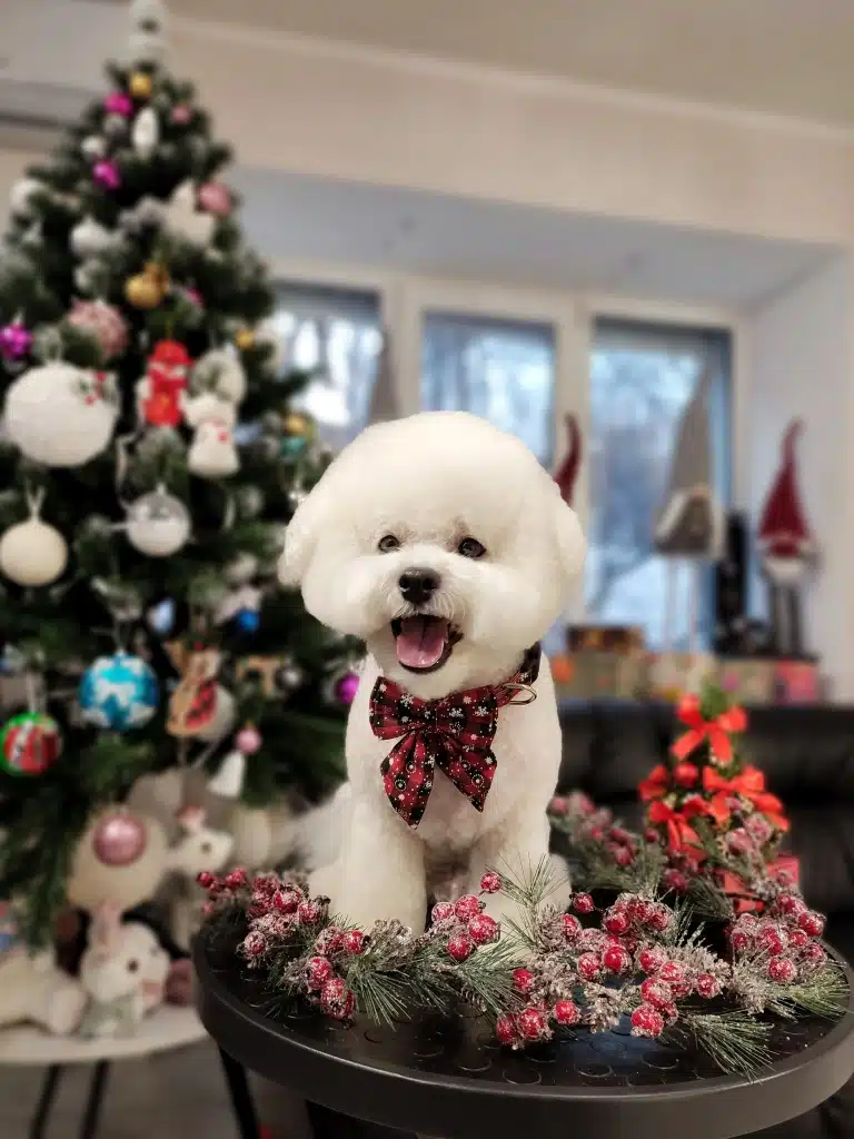 Різдвяна фотографія бішона поруч біля новорічної ялинки