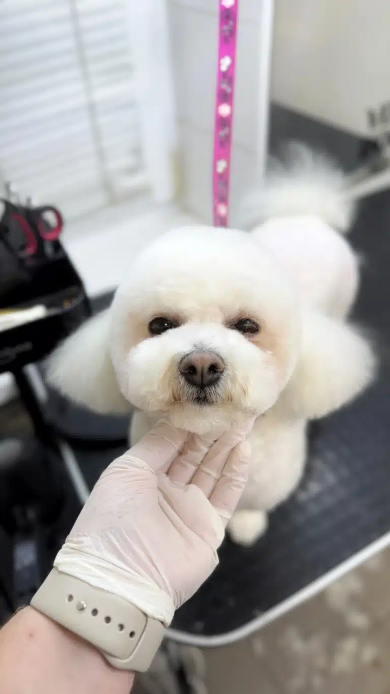 Білий бішон фрізе тепер має круглу голову і пухнасті трикутні вушка