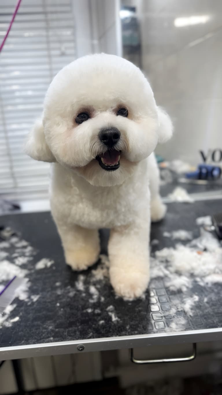 Власник бішона забажав підкреслити вушка