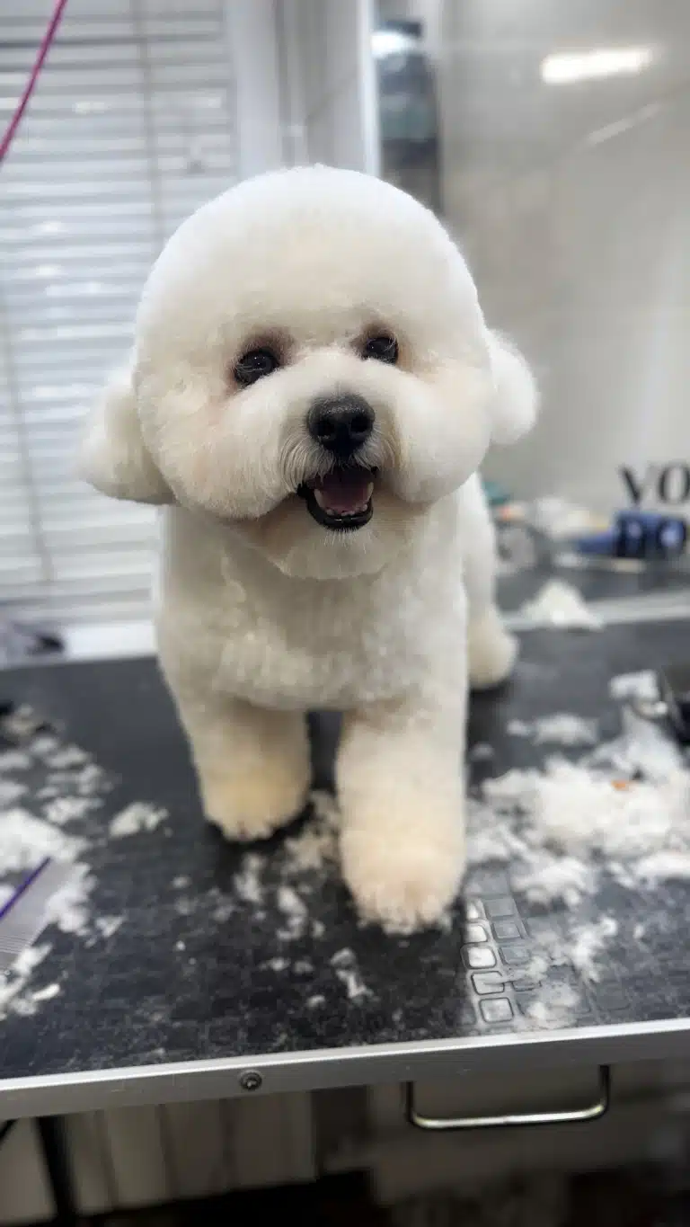 Власник бішона забажав підкреслити вушка