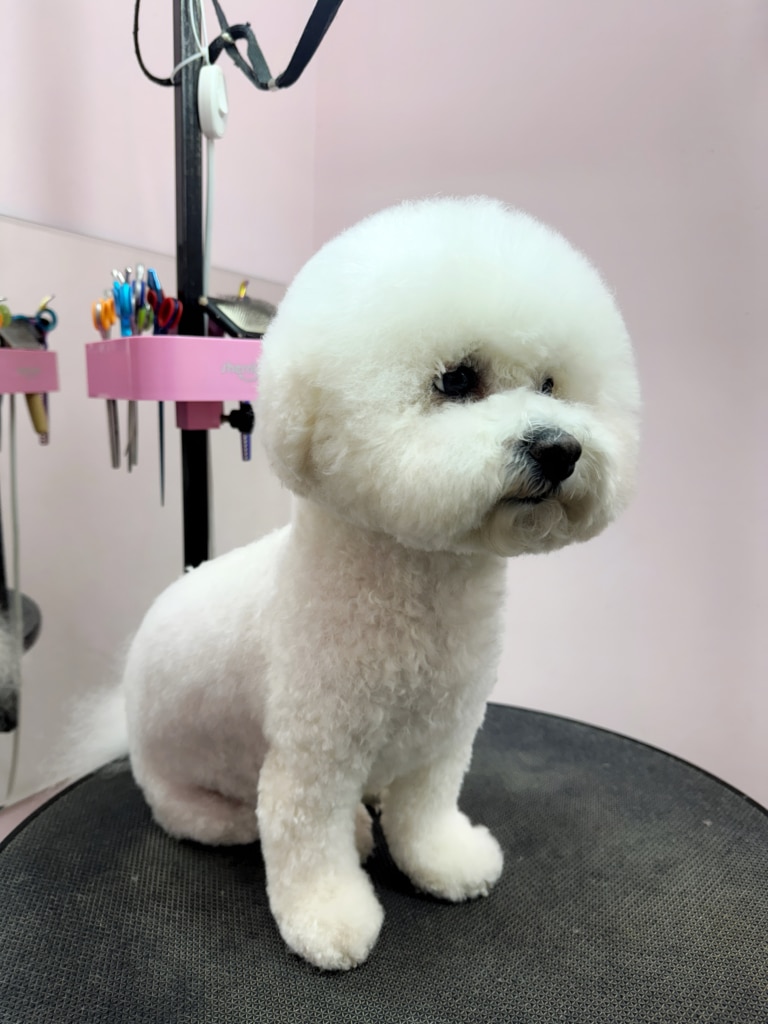 Бішон тепер має ідеально круглу голову після стрижки