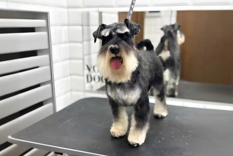 Доглянутий цвергшнауцер у салоні V.O.G DOG SALON