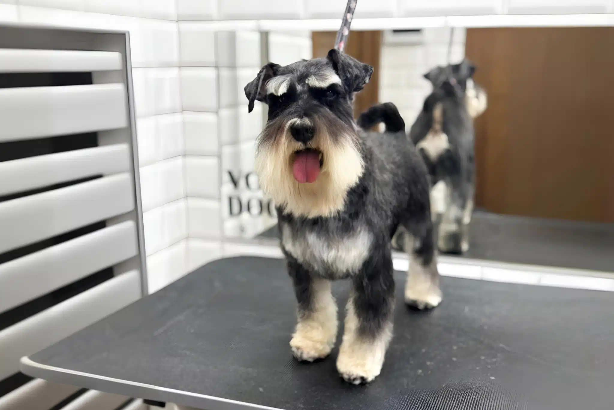 Доглянутий цвергшнауцер у салоні V.O.G DOG SALON